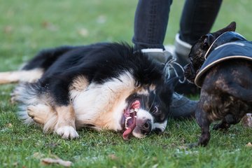 Bild 79 - Hundeshooting